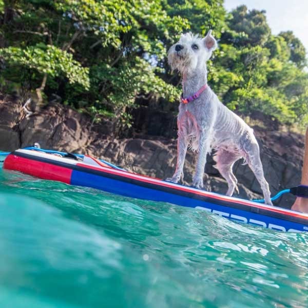 Sup Starboard Inflatable iGo.