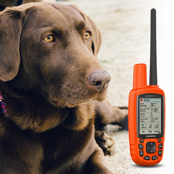garmin sport dog